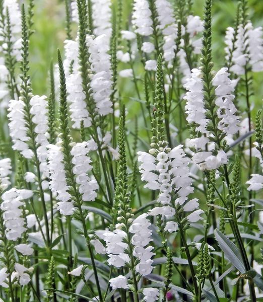 Physostegia virginiana 'Alba'